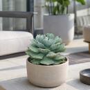 Agave potatorum - Agave - Rarität -  20cm Schale -...
