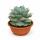 Agave potatorum - Agave - Rareté - 20cm pot - 30cm de haut