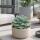 Agave potatorum - Agave - Rareté - 20cm pot - 30cm de haut