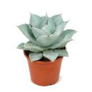 Agave Dragon Toes - Drachenzehen Agave - Rarität -...