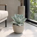 Agave Dragon Toes - Drachenzehen Agave - Rarität -...