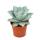 Agave Dragon Toes - Drachenzehen Agave - Rarität -  17cm Topf - 30cm hoch
