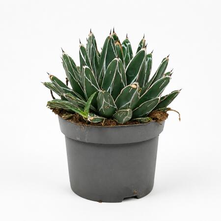 Agave victoriae reginae - besondere Agave - Rarität -  13cm Topf - 15cm hoch