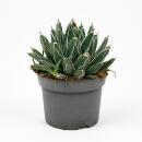 Agave victoriae reginae - besondere Agave - Rarität...