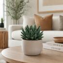 Agave victoriae reginae - besondere Agave - Rarität...