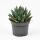 Agave victoriae reginae - besondere Agave - Rarität -  13cm Topf - 15cm hoch