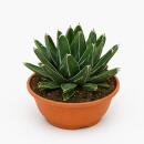 Agave victoriae reginae - besondere Agave - Rarität...