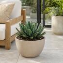 Agave victoriae reginae - besondere Agave - Rarität...