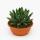 Agave victoriae reginae - special agave - rarity - 20cm pot - 25cm tall