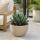 Agave victoriae reginae - special agave - rarity - 20cm pot - 25cm tall