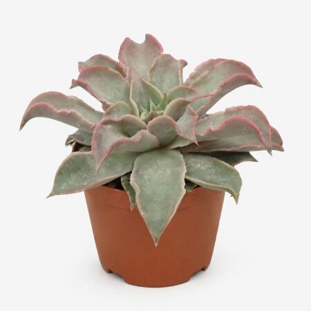 Echeveria maradiba - besondere Echeveria - Rarität - 10,5cm Topf - 15cm hoch