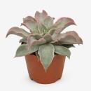 Echeveria maradiba - besondere Echeveria - Rarität -...