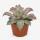 Echeveria maradiba - besondere Echeveria - Rarität - 10,5cm Topf - 15cm hoch