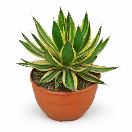 Agave lophanta quadricolor - special agave - rarity - 20cm pot - 35cm tall