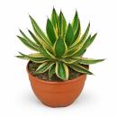 Agave lophanta quadricolor - besondere Agave -...