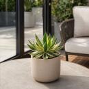 Agave lophanta quadricolor - besondere Agave -...