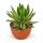 Agave lophanta quadricolor - special agave - rarity - 20cm pot - 35cm tall