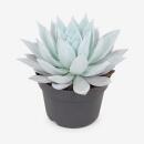 Echeveria Mexican Giant - besondere Echeveria -...