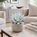Echeveria Mexican Giant - besondere Echeveria -...