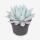 Echeveria Mexican Giant - special Echeveria - rarity - 17cm pot - 20cm tall