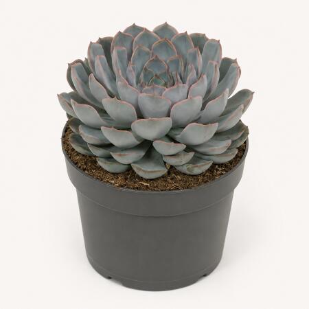 Echeveria Orion - Echeveria spéciale - Rareté - 17cm pot - 20cm de haut