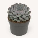 Echeveria Orion- besondere Echeveria - Rarität -...