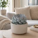 Echeveria Orion- besondere Echeveria - Rarität -...