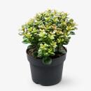 Crassula minor - Arbre à pièces -...