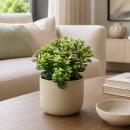 Crassula minor - Arbre à pièces -...