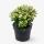 Crassula minor - Arbre à pièces - Rareté - 17cm Pot - 25cm de haut