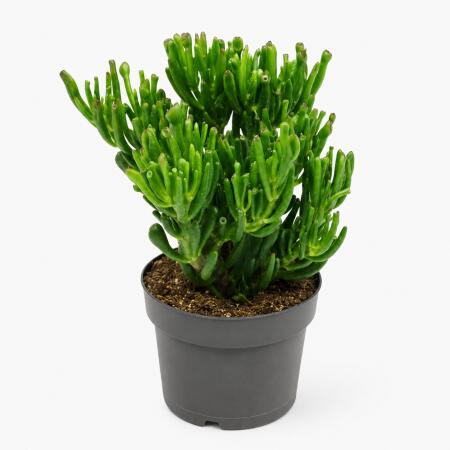 Crassula gollum - Löffelstöckchen - Rarität - 17cm Topf - 30cm hoch