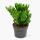 Crassula gollum - Löffelstöckchen - Rarität - 17cm Topf - 30cm hoch