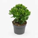 Crassula minova - Arbre à monnaie - Rareté...