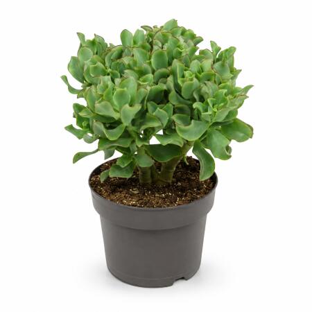 Crassula aborescens - Money Tree - Rarity - 17cm Pot - 30cm tall