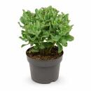 Crassula aborescens - Arbre à monnaie -...