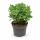 Crassula aborescens - Money Tree - Rarity - 17cm Pot - 30cm tall