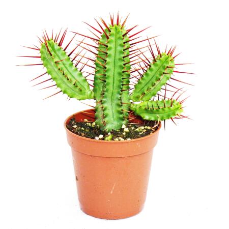 Euphorbia enopla - euphorbe à épines rouges - petite plante en pot de 5,5cm