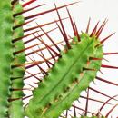 Euphorbia enopla - euphorbe à épines rouges...