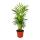 Chamaedorea Elegans - Mountain Palm - 3 Plants