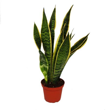 Sansevieria trifasciata - bow hemp - 12cm Pot