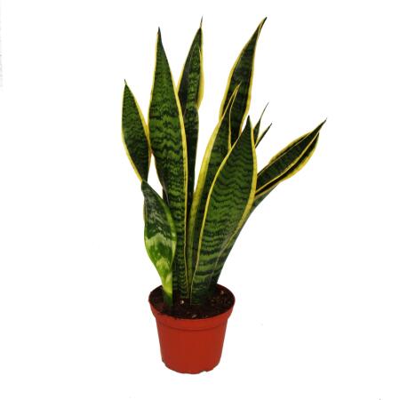 Sansevieria trifasciata - Bogenhanf