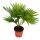 Zimmerpalme -  Livistona rotundifola -  Zimmerpflanze
