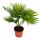 Palmier dintérieur -  Livistona rotundifola -  plante dintérieur