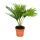 Zimmerpalme -  Livistona rotundifola -  Zimmerpflanze