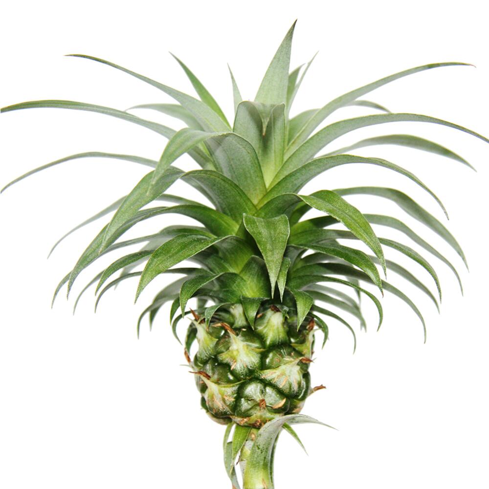 Ananas Champaca Zierananas Zimmerpflanze