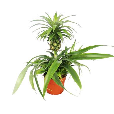 Champaca à lananas - plante dintérieur ornementale à lananas