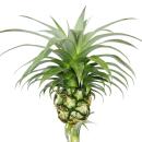 Ananas Champaca - Zierananas Zimmerpflanze