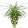 Pineapple Champaca - ornamental pineapple houseplant