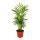 Chamaedorea Elegans - Mountain Palm - 3 Plants 12cm Pot