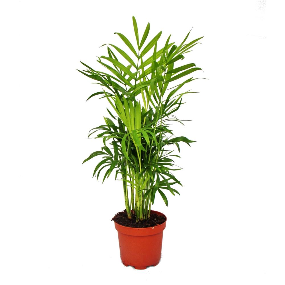 chamaedorea elegans - mountain palm - 3 plants 12cm pot